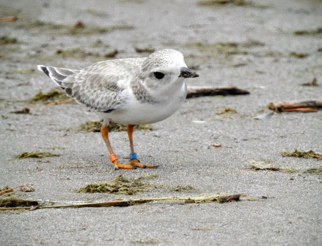 Piping Plover - Bruce Hoover