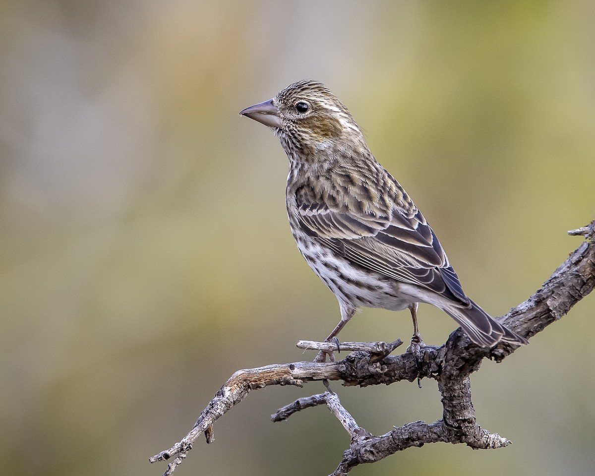 Cassin's Finch - ML326441311