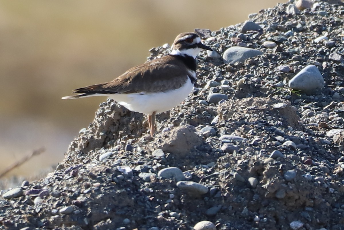 Killdeer - ML326441581