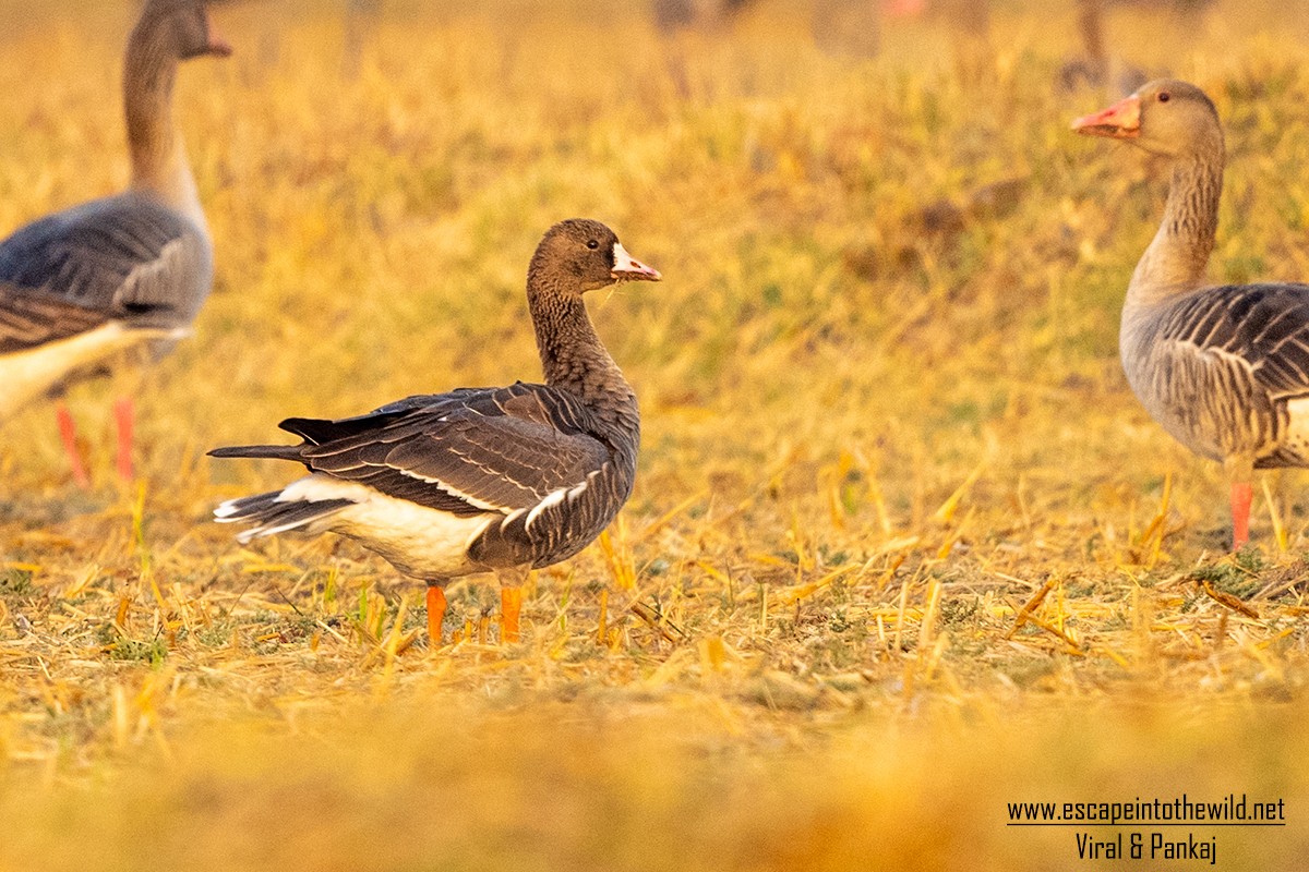 Greater White-fronted Goose - ML326441961