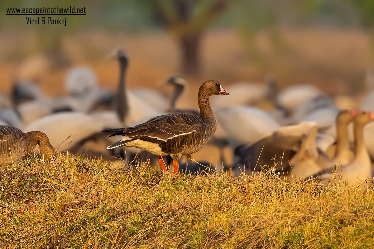 Greater White-fronted Goose - ML326441981