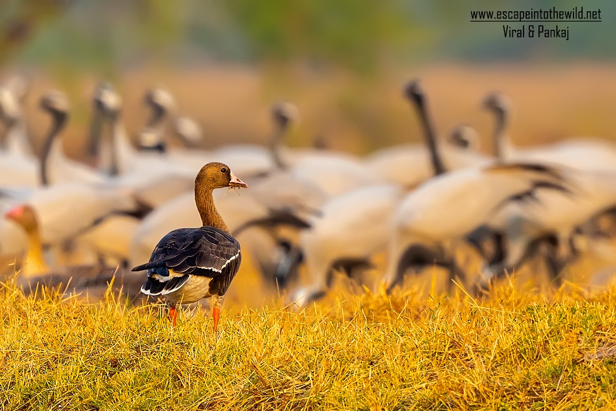 Greater White-fronted Goose - ML326441991