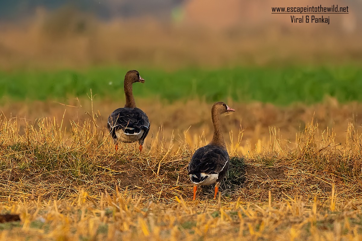 Greater White-fronted Goose - ML326442001