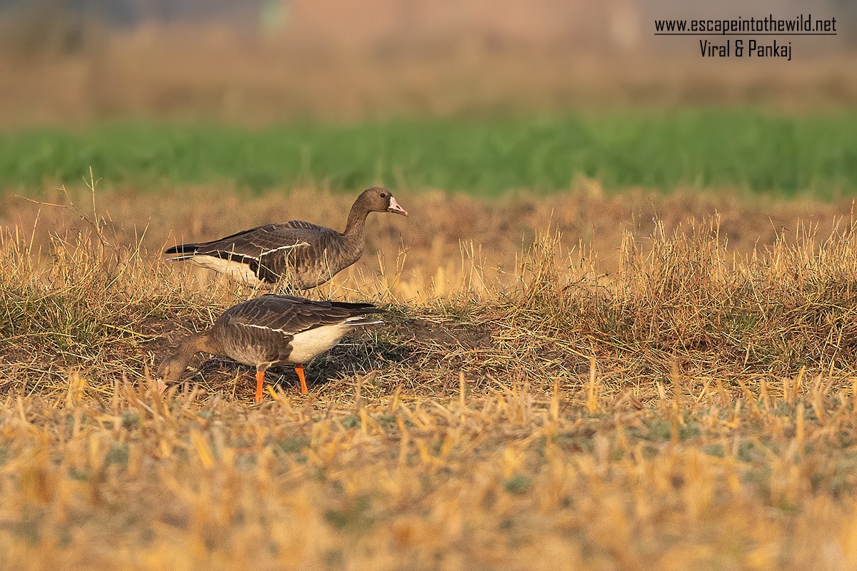Greater White-fronted Goose - ML326442011