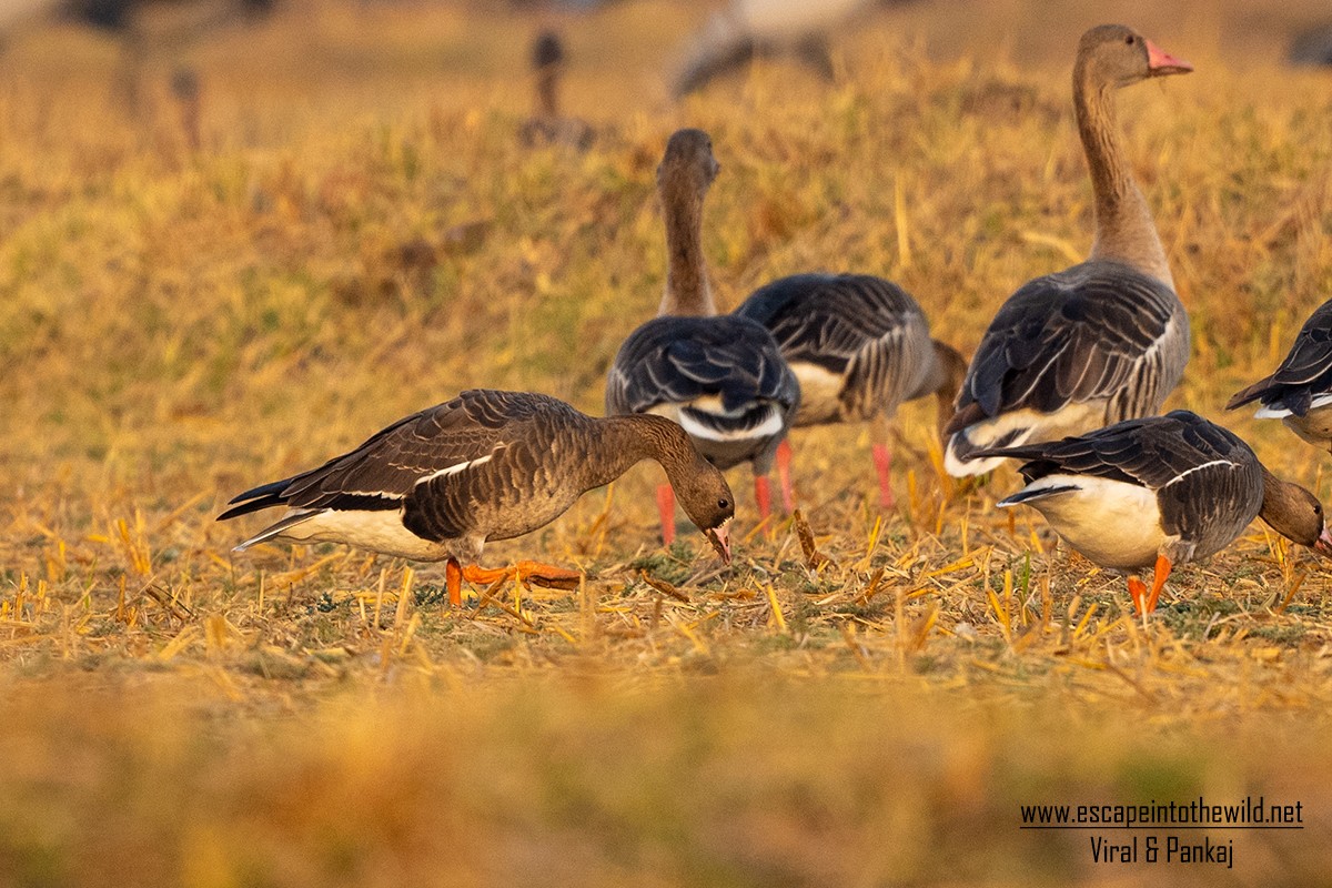 Greater White-fronted Goose - ML326442021