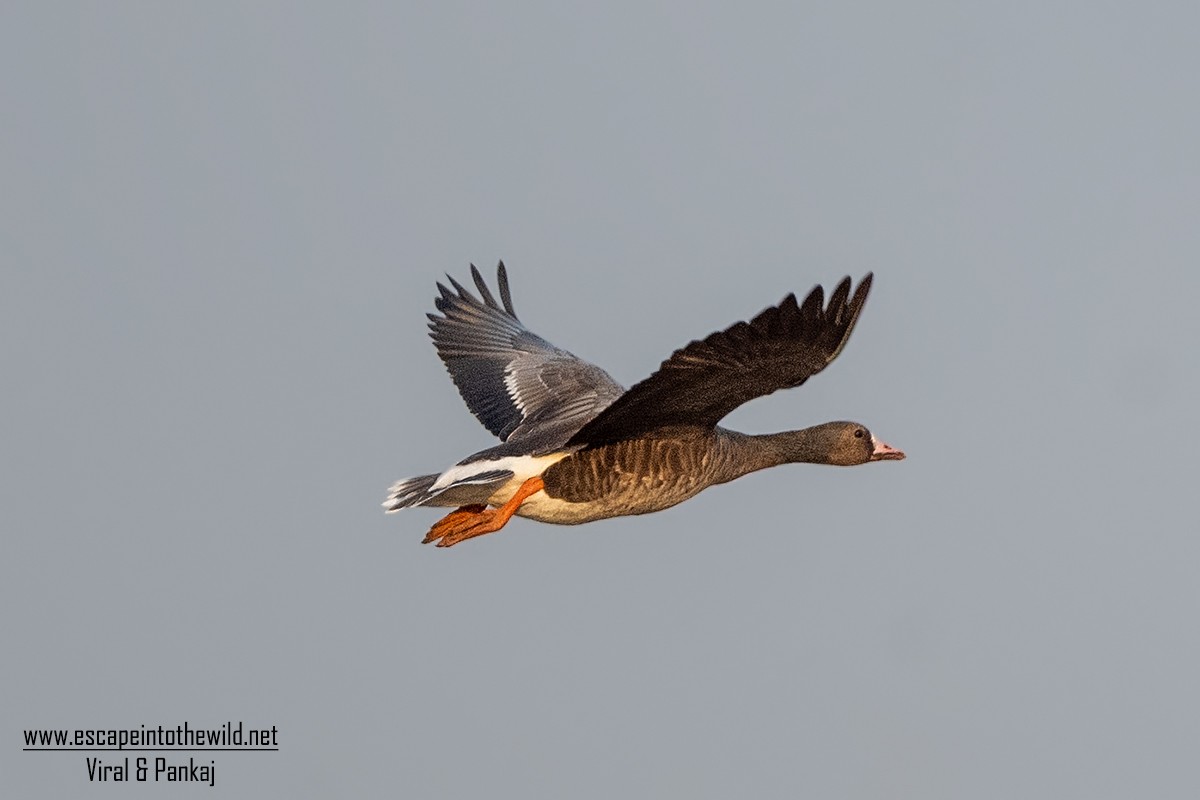 Greater White-fronted Goose - ML326442031