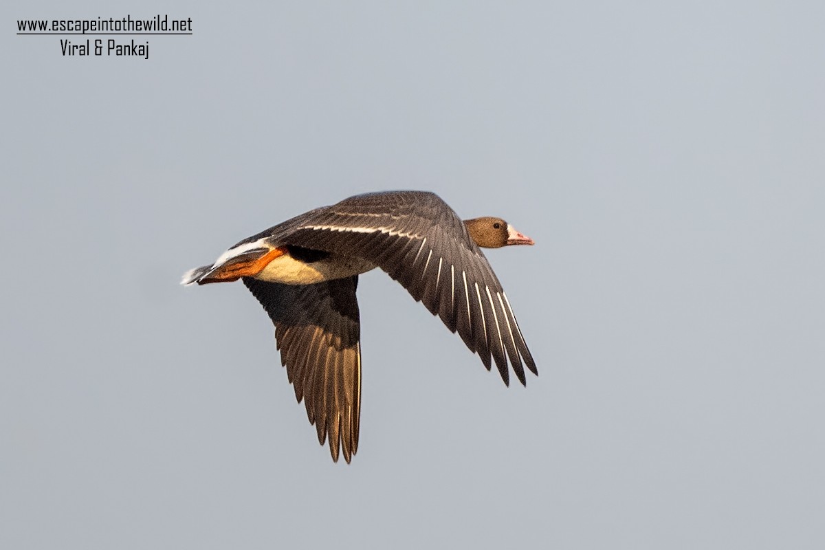 Greater White-fronted Goose - ML326442041