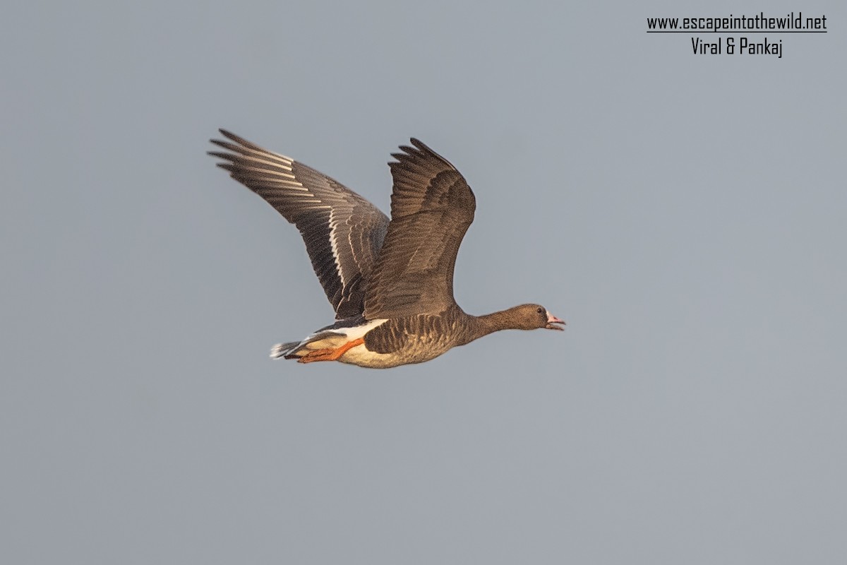 Greater White-fronted Goose - ML326442051