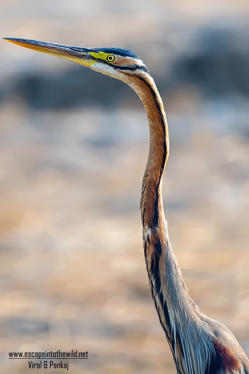 Purple Heron - ML326442641