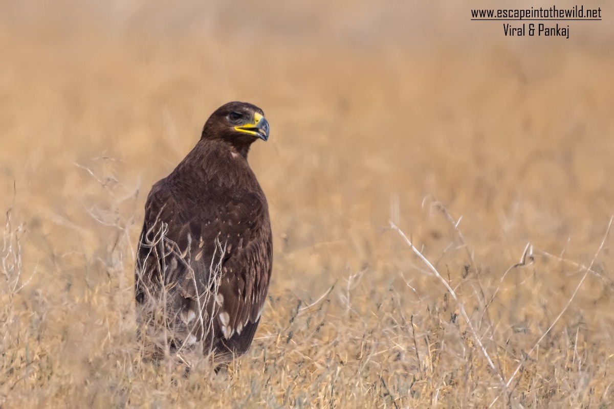 Steppe Eagle - ML326442861