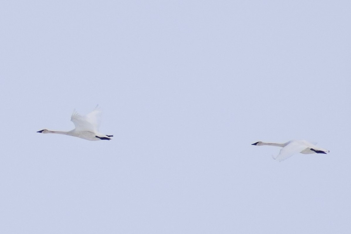 Trumpeter Swan - ML326444001