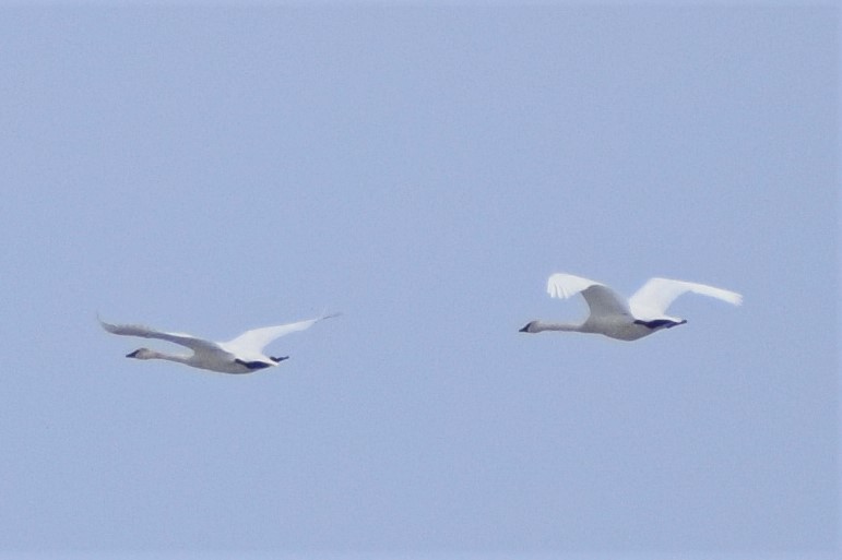 Trumpeter Swan - ML326444011