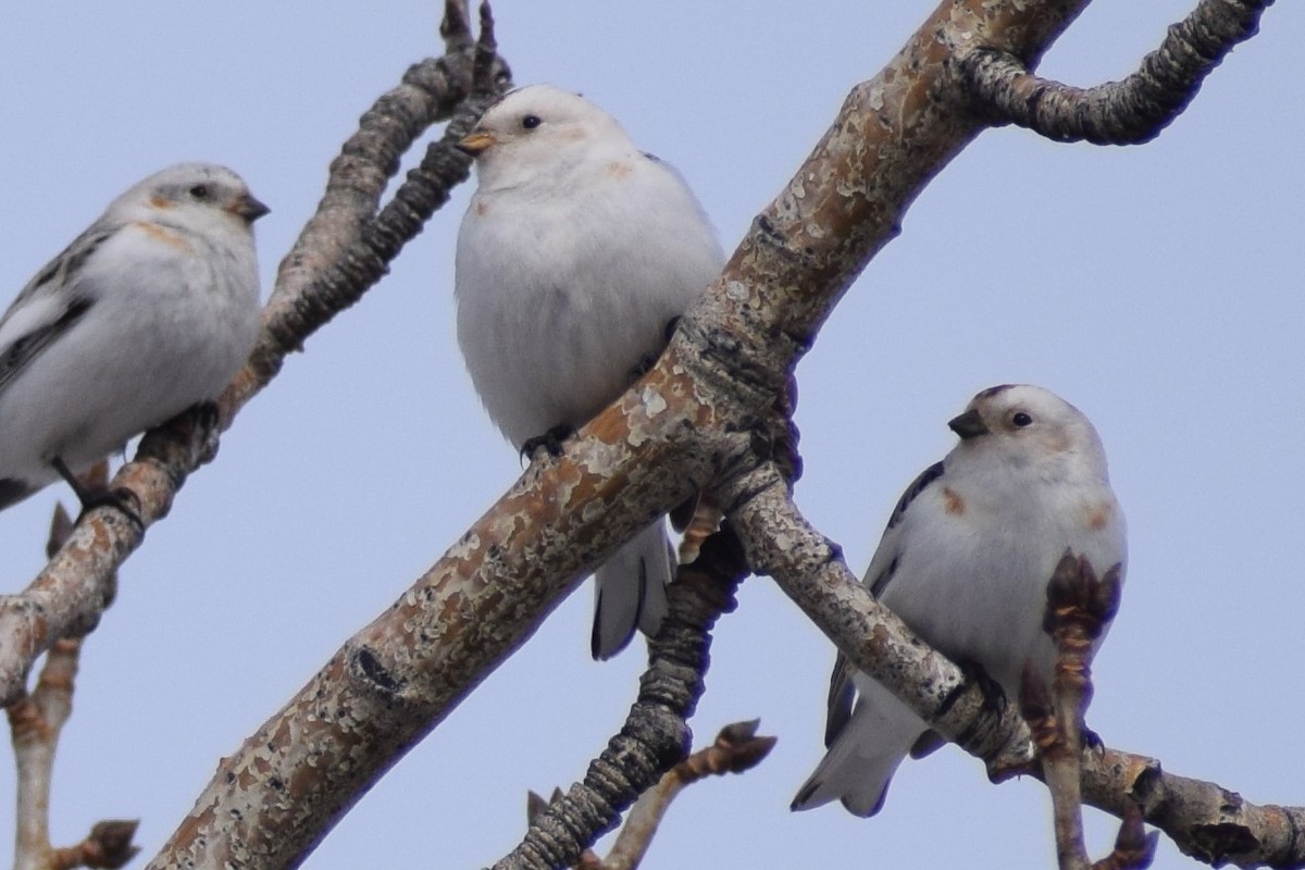 Snow Bunting - ML326444081