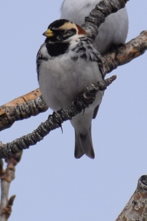 Lapland Longspur - ML326444101