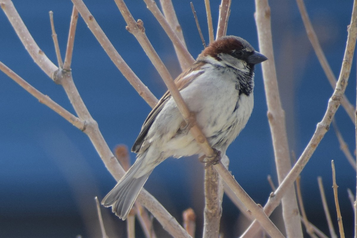 House Sparrow - ML326444161