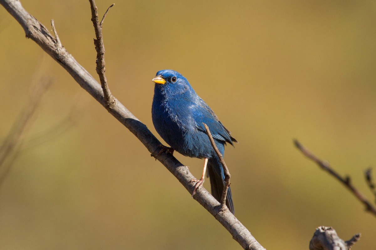 Blue Finch - ML32644491