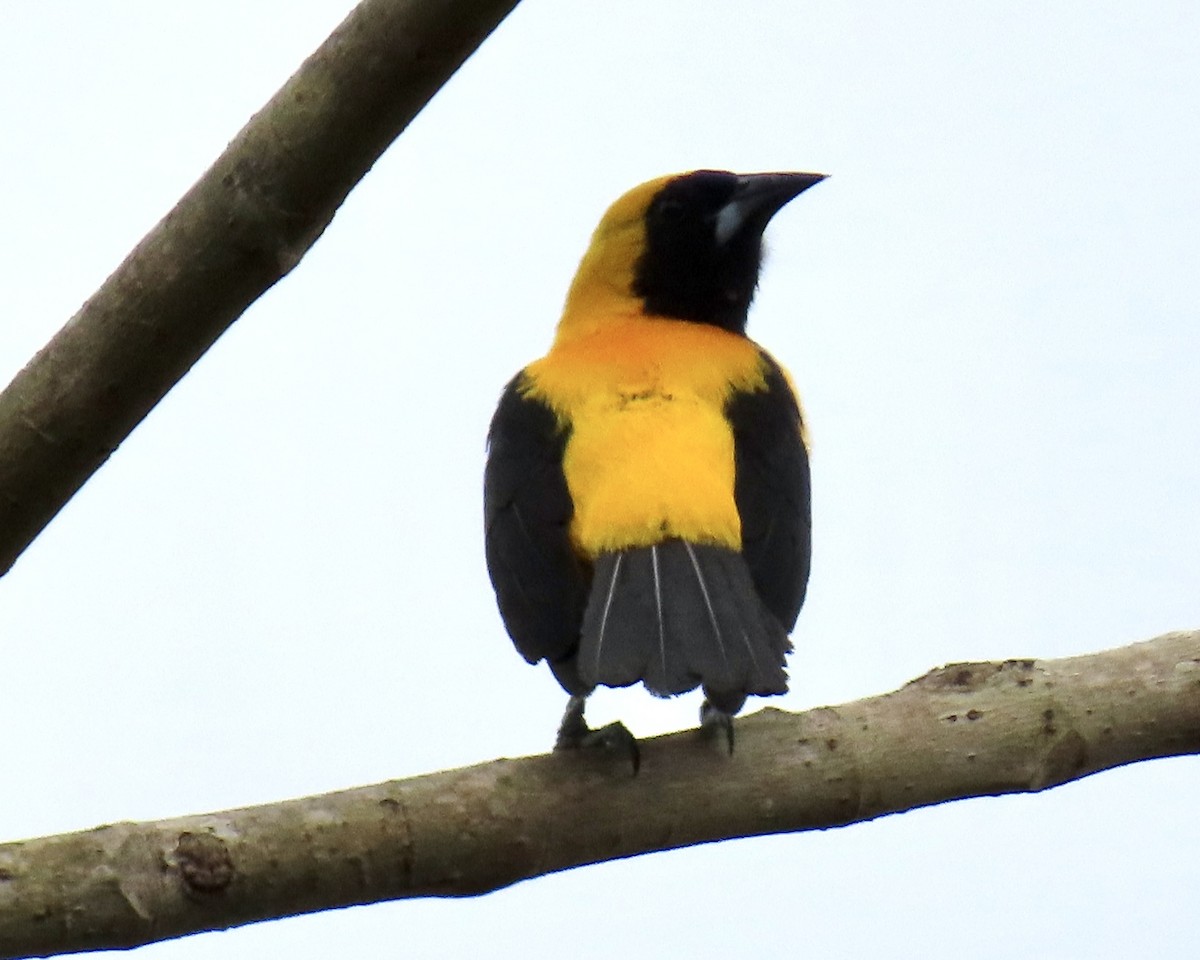 Yellow-backed Oriole - ML326445061