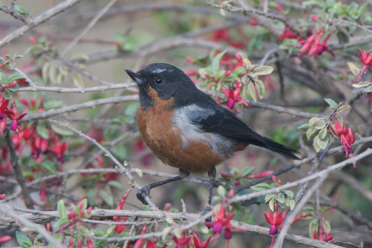 svartstrupeblomsterborer - ML32644591