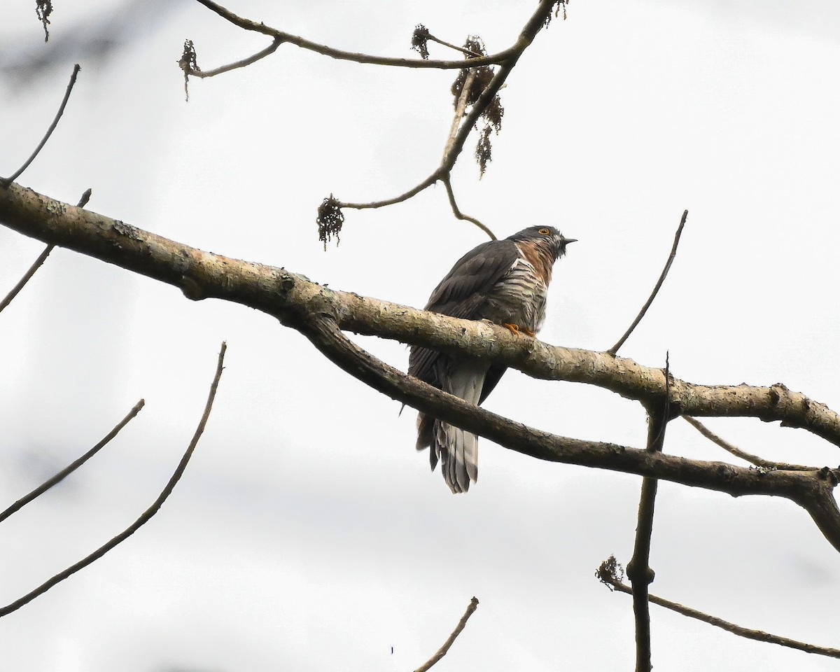 Large Hawk-Cuckoo - ML326446191