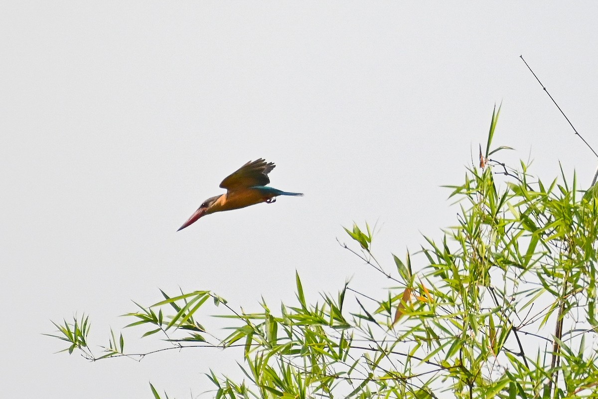 Stork-billed Kingfisher - ML326446501