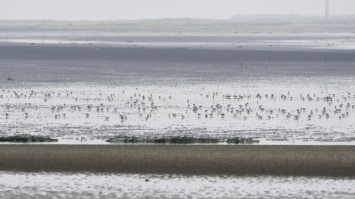 Great Knot - ML326447001