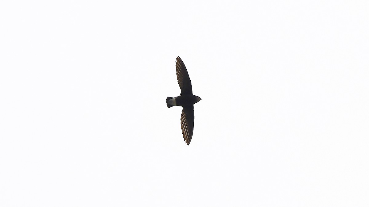 Silver-backed Needletail - ML326447261