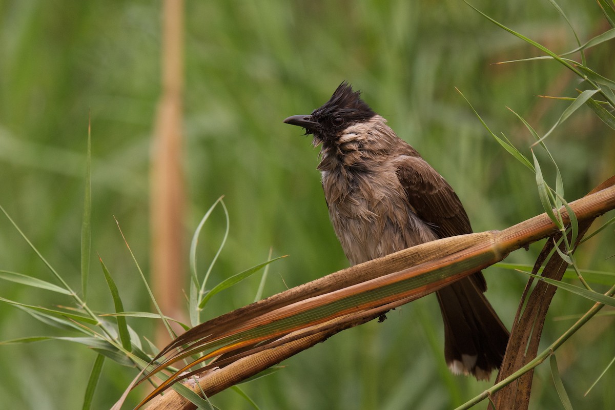 Sooty-headed Bulbul - ML326447871