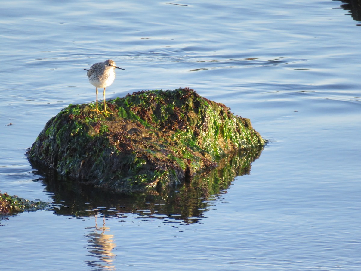 Lesser Yellowlegs - ML326448301