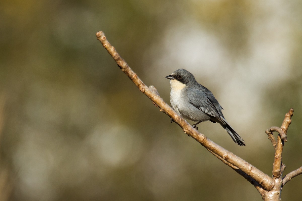 Cinereous Warbling Finch - Daniel Fernandes Perrella