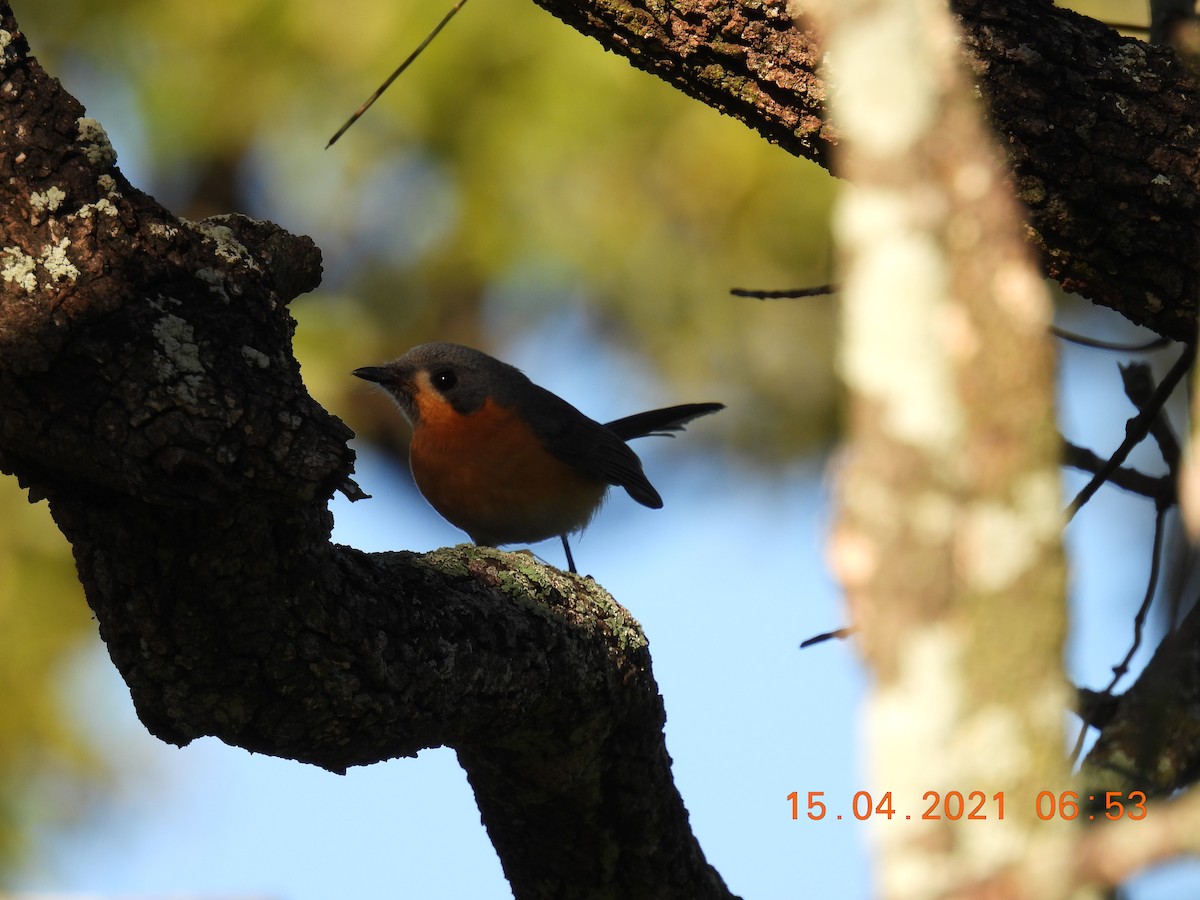 Spectacled Monarch - ML326451581