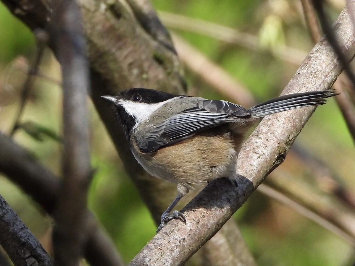 Black-capped Chickadee - ML326452551