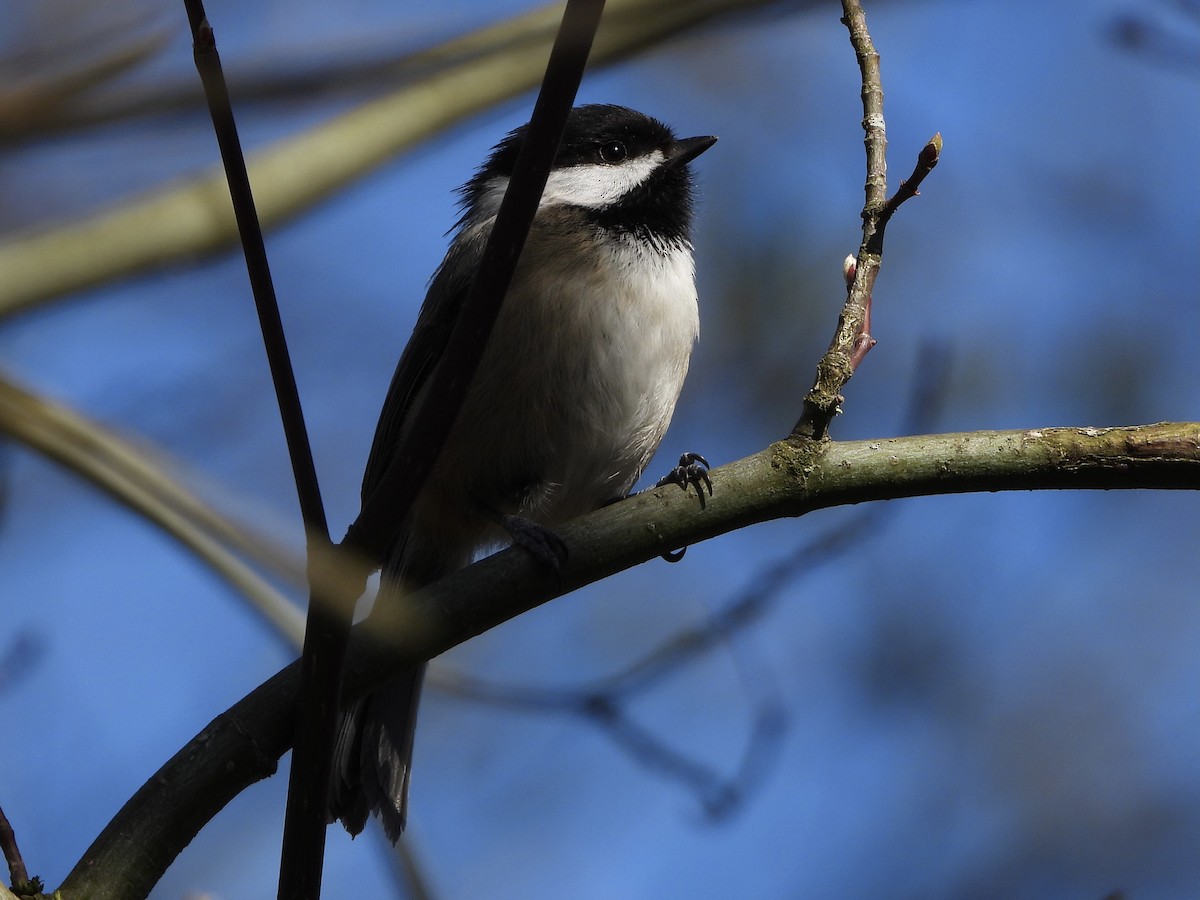 Mésange à tête noire - ML326452561