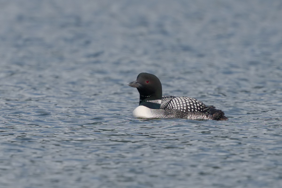 Common Loon - Mario Vigo