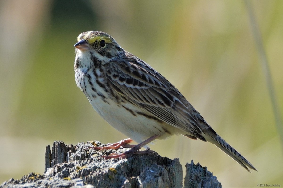 Savannah Sparrow - Breck Haining