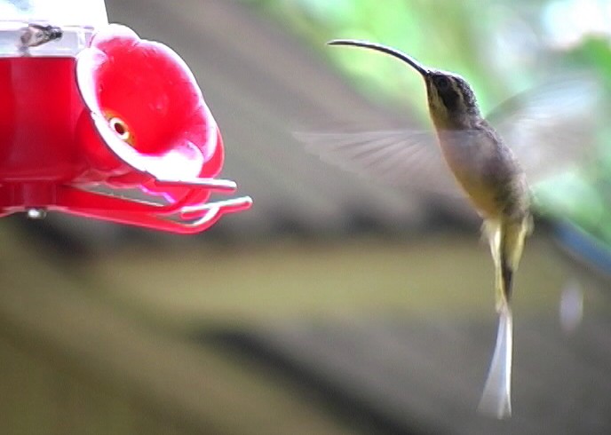 Tawny-bellied Hermit - ML326455801