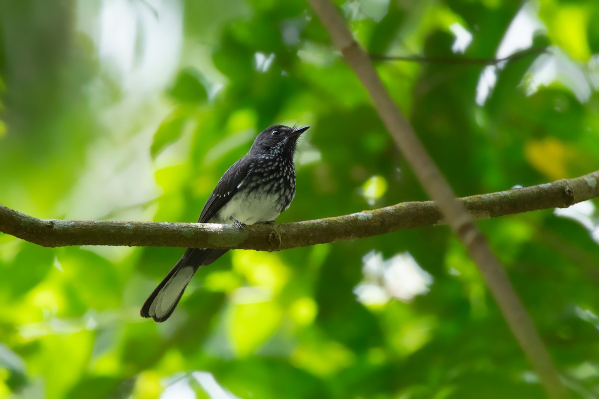 Spotted Fantail - Ayuwat Jearwattanakanok