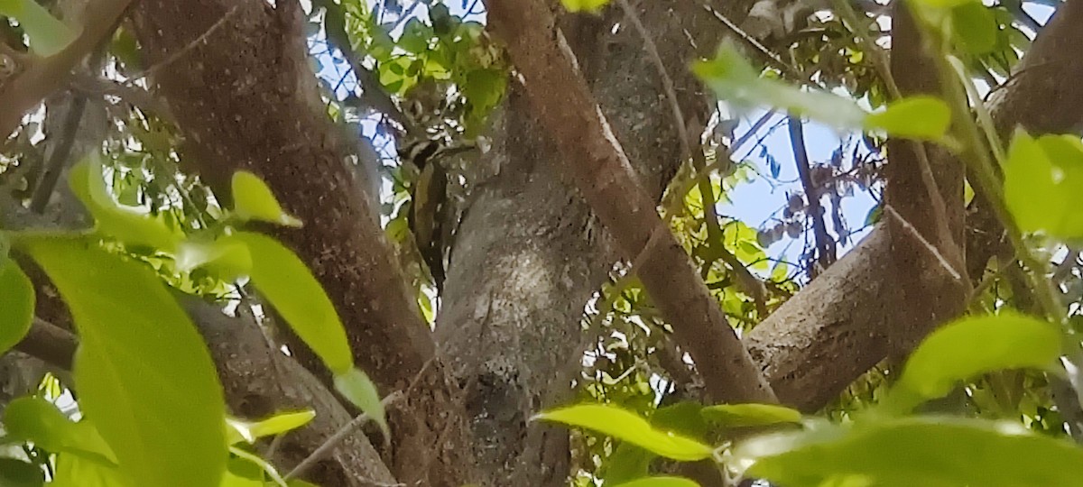Malabar Flameback - ML326456191