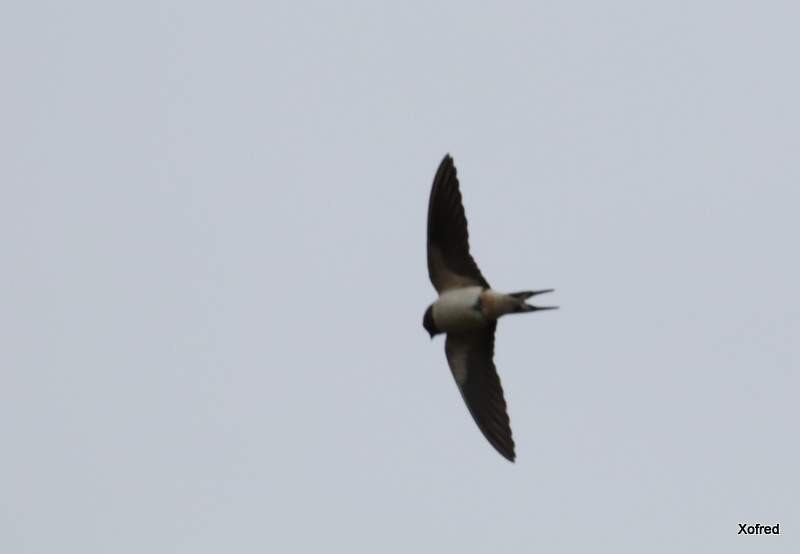 Barn Swallow - ML326456371