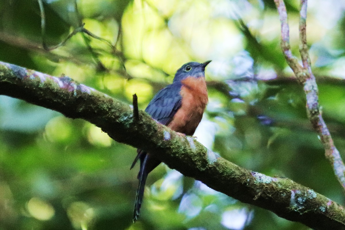 Chestnut-breasted Cuckoo - ML326458781