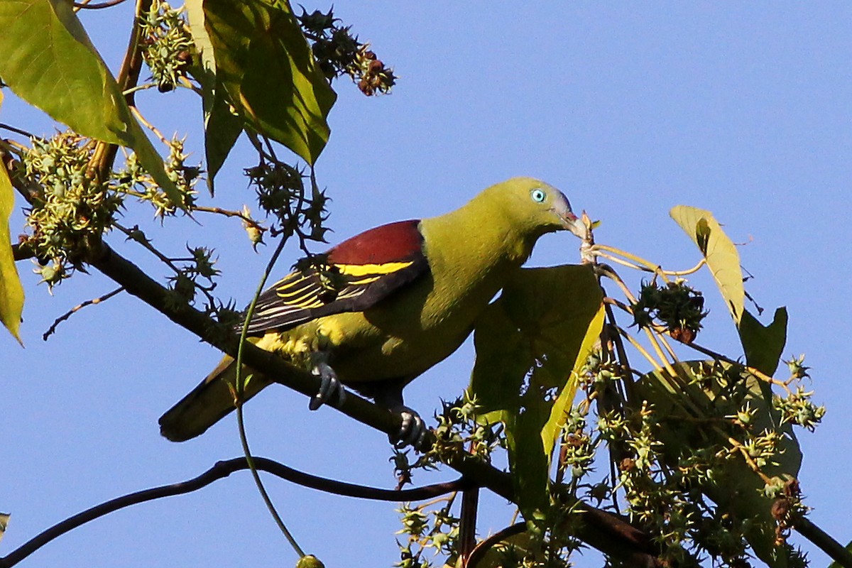 Philippine Green-Pigeon - Chris Chafer