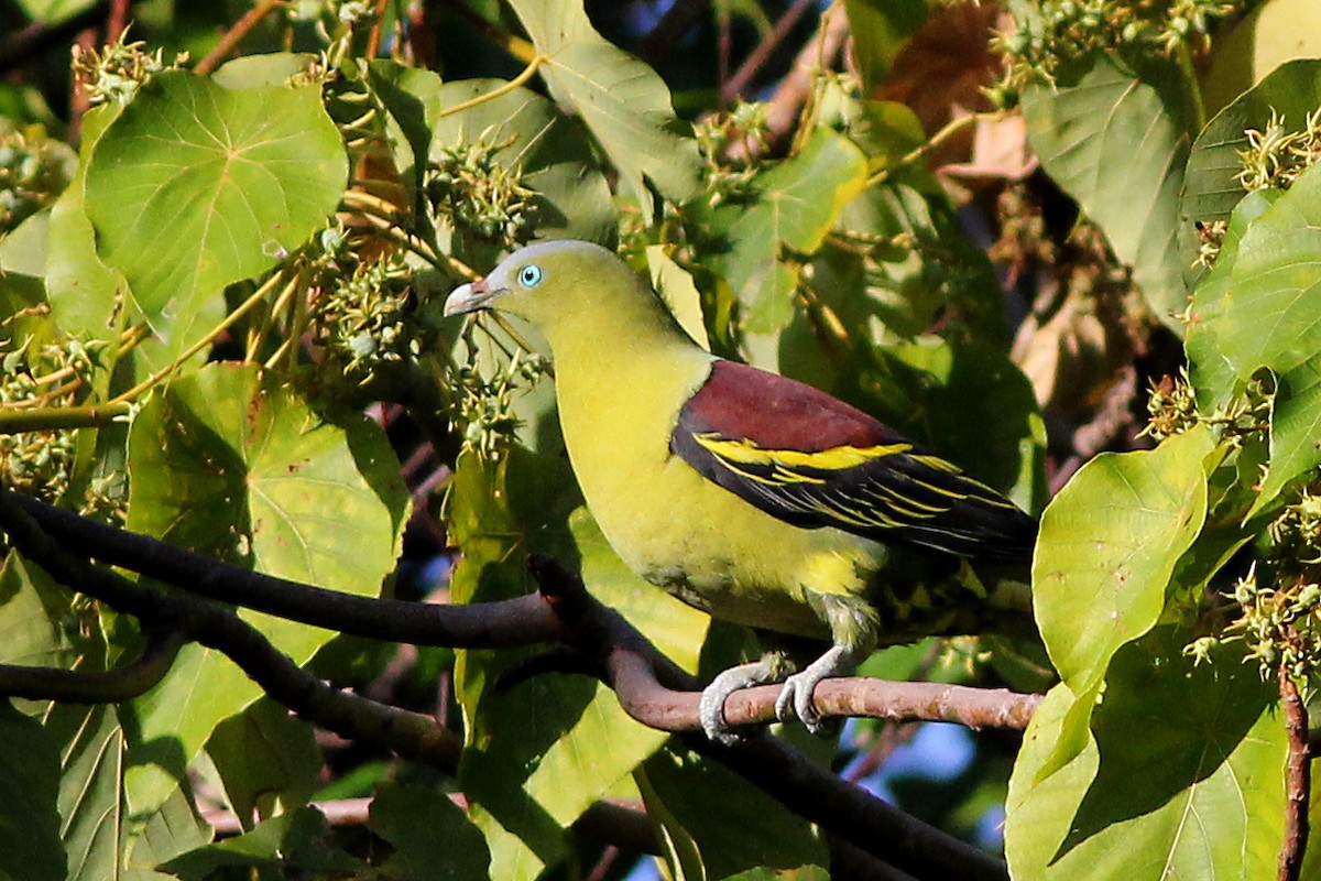 Philippine Green-Pigeon - ML326459441