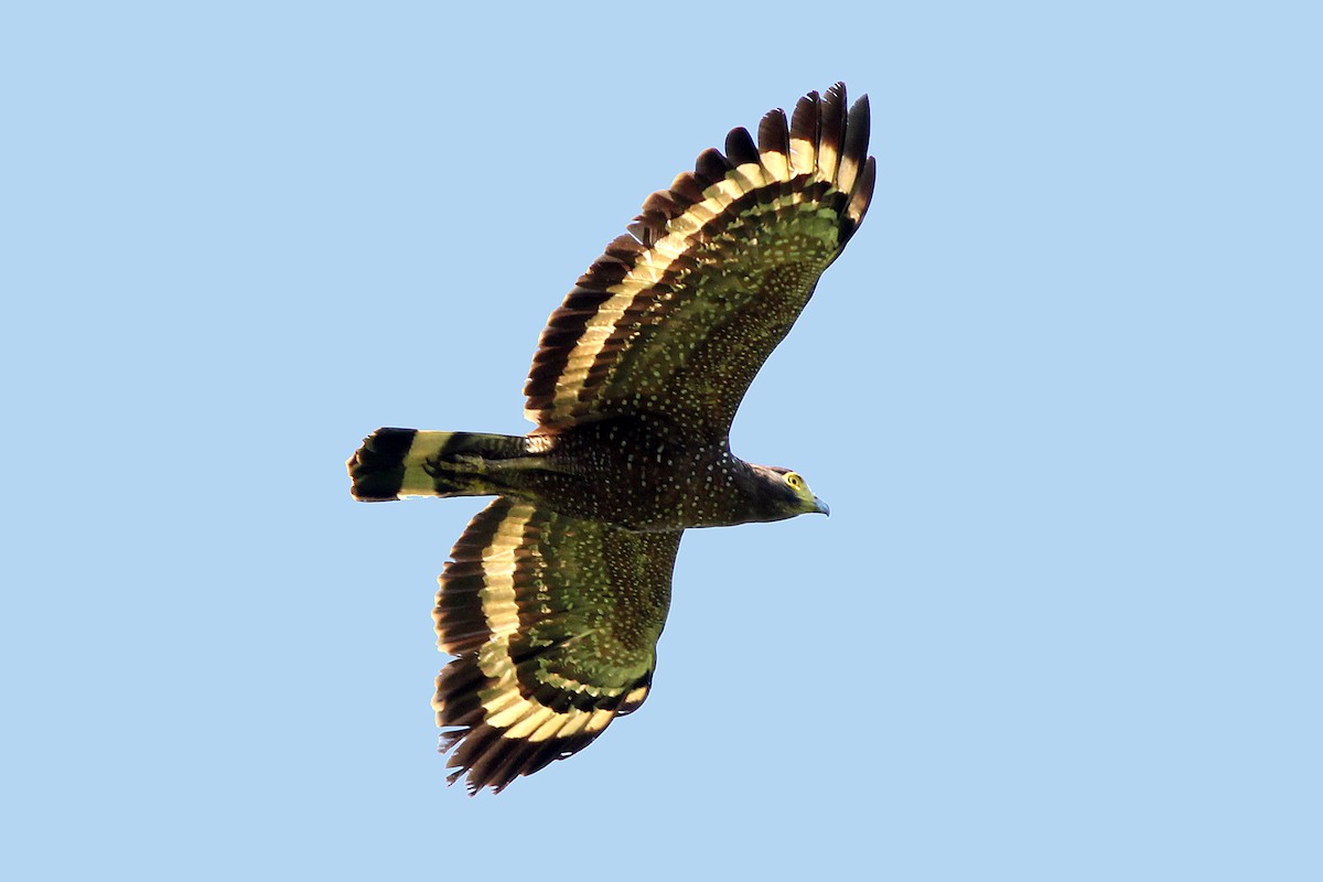 Philippine Serpent-Eagle - ML326459481