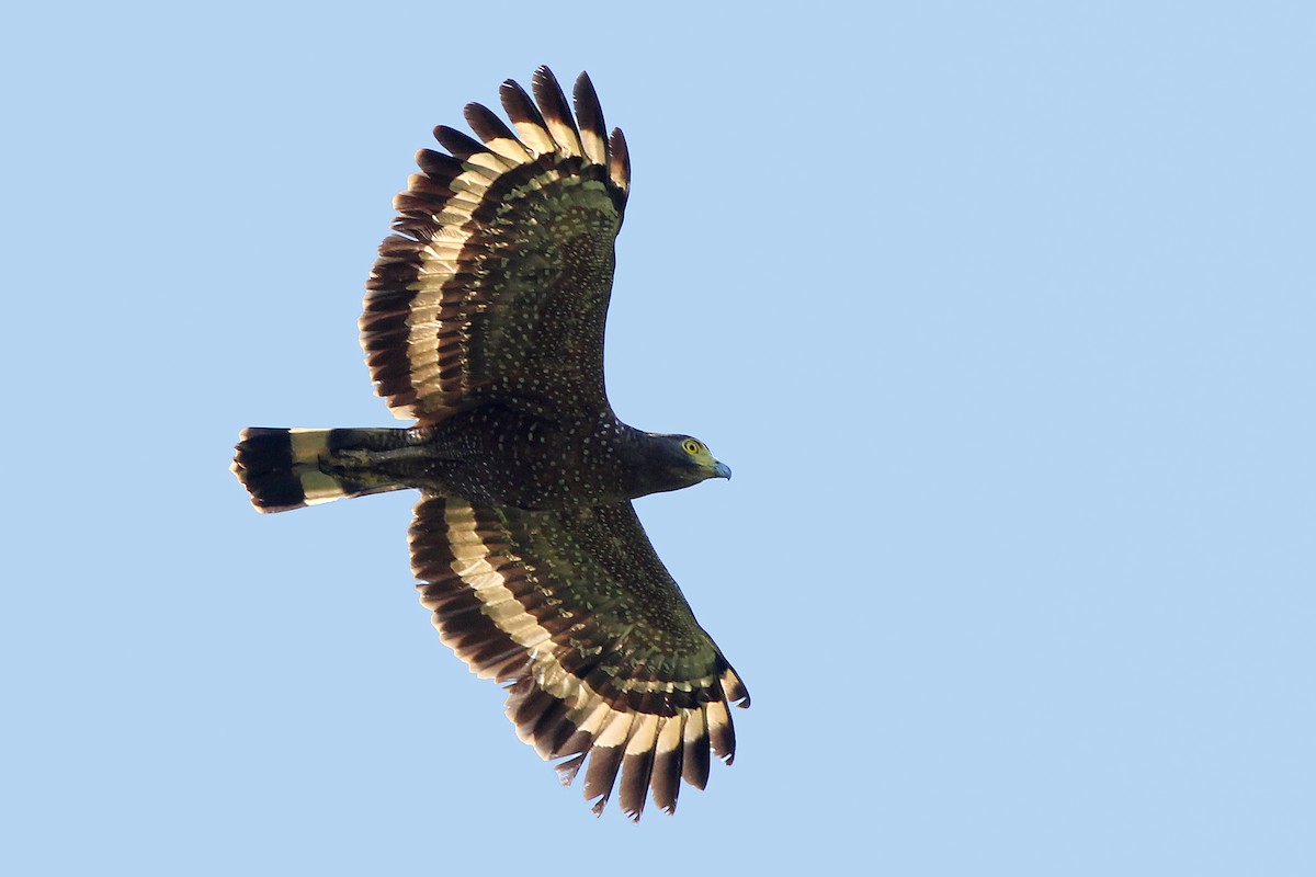 Philippine Serpent-Eagle - ML326459491