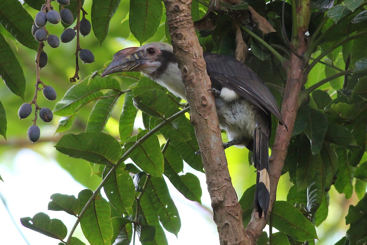 Luzon Hornbill - ML326459531