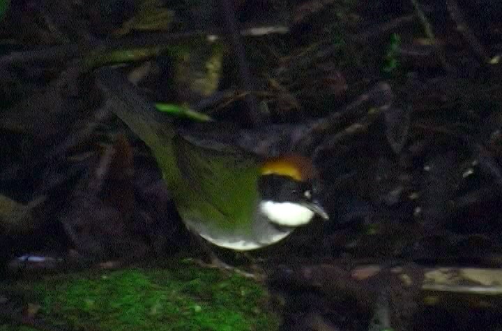 Chestnut-capped Brushfinch (Chestnut-capped) - Josep del Hoyo