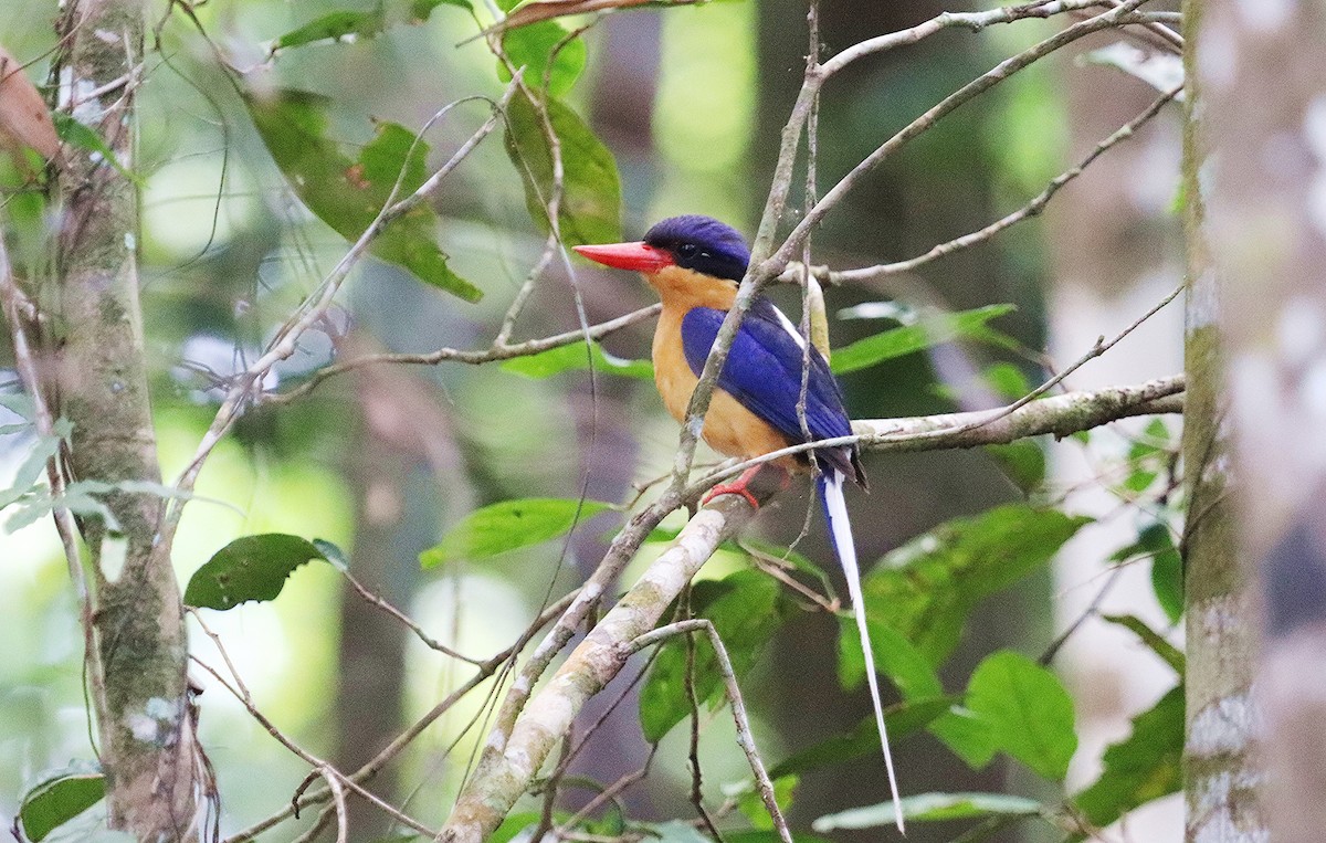 Buff-breasted Paradise-Kingfisher - ML326459931