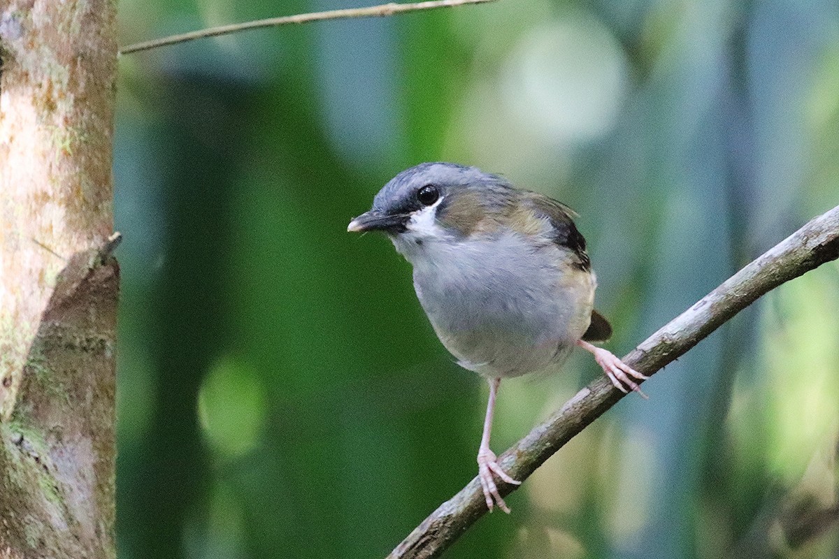 Gray-headed Robin - ML326460121