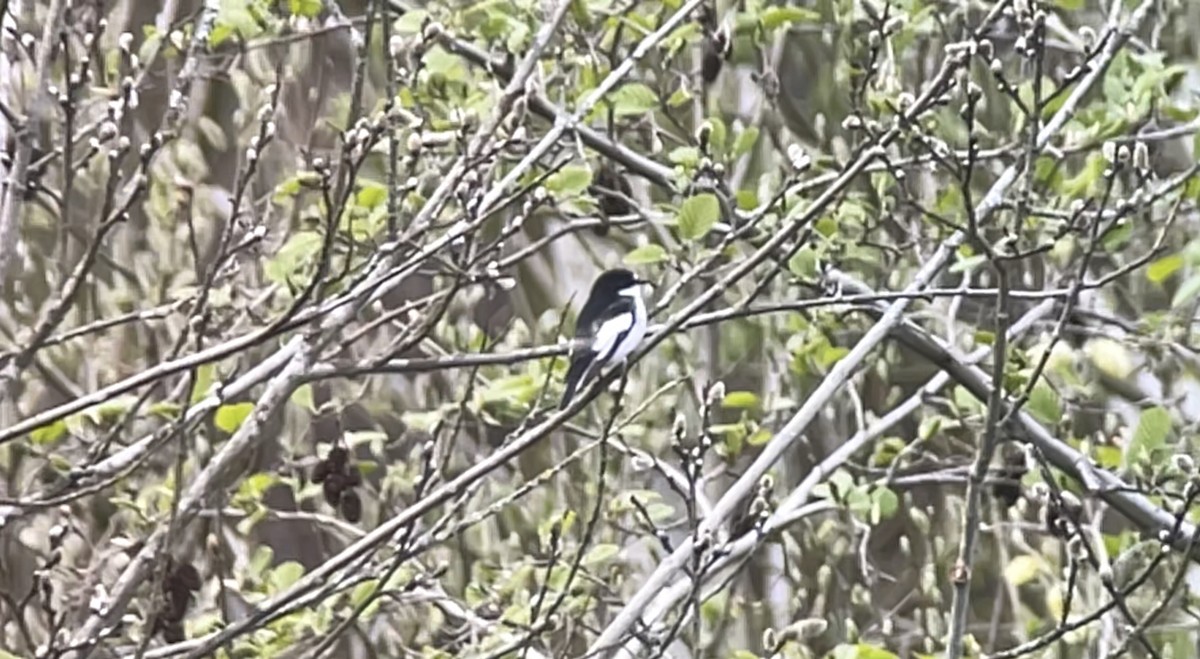 European Pied Flycatcher - ML326460671