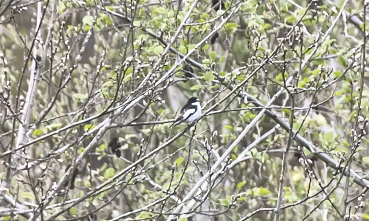 European Pied Flycatcher - ML326460691