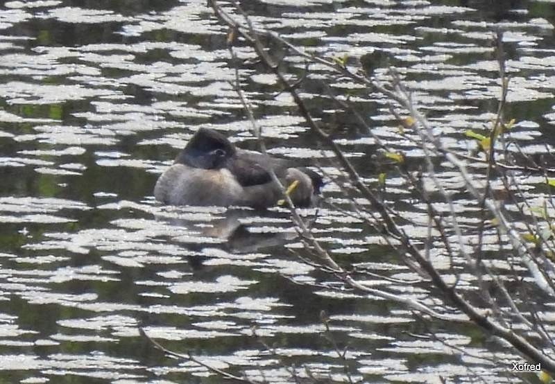 Ring-necked Duck - ML326461591